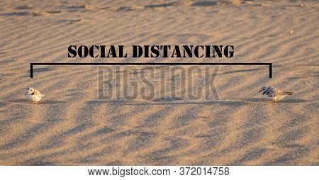 Keep The Social Distance, As The Piping Plover On The Sand, The Head Of Meadow Beach, Near-threatene