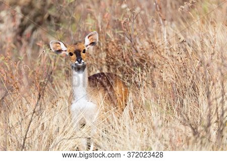 Female Of Rare Endemic Menelik Bushbuck Hiding In Bush, Tragelaphus Scriptus Meneliki, Antelope In S