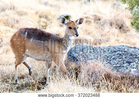 Female Of Rare Endemic Menelik Bushbuck In Bush, Tragelaphus Scriptus Meneliki, Antelope In Simien M