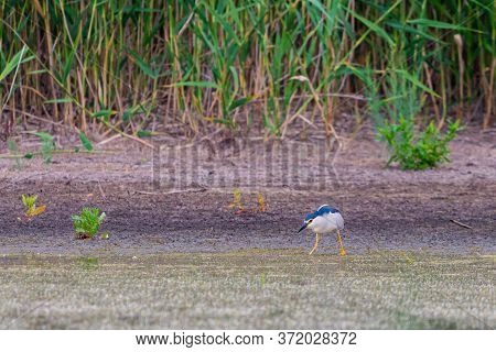 Black-crowned Night Heron Or Nycticorax Nycticorax On A Lake.