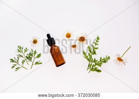 Chamomile Flowers And Cosmetic Bottle Of Essential Oil On White Background, Top View
Concept Of Natu