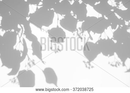 Blurred Overlay Effect For For Natural Light Photo Effects. Gray Shadows Of Linden Tree Blooming Bra