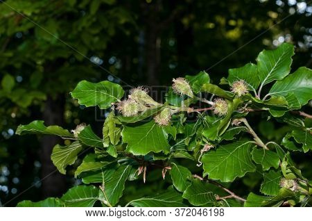 A Twig Of A Beech Tree In Springtime With Hairy Female Cupules