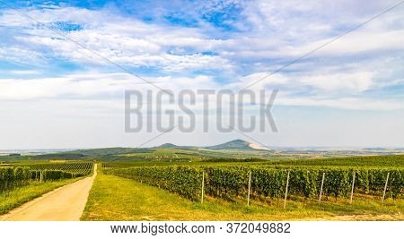 Vineyards near Villany, Baranya, Southern Hungary