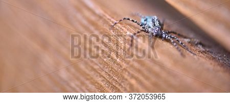 Macro Female Wolf Spider. General Plan. Color