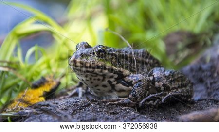 In Summer, A Green Toad Sits In The Grass On The River Bank.