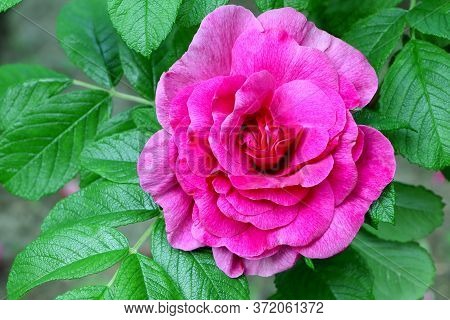 Pink Rose Rugosa.blooming Rosa Rugosa. Japanese Rose. Summer Flowers. Green Leaves And Pink Flowers