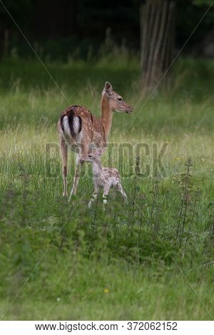 Photo Of A Female Fallow Deer With Her Fawn