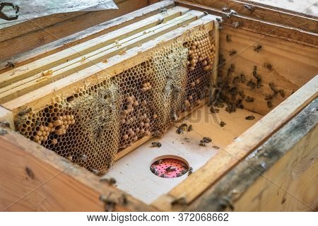 Natural Honeycomb With Honey And Bees From A Bee Hive