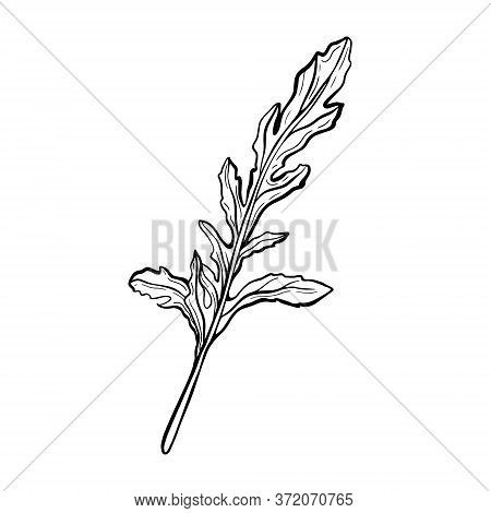 Arugula Isolated On A White Background. Arugula Leaf-delicious Greens, Fragrant, Italian Greens. Vec