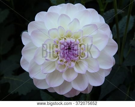 Primer Plano De Flor De Dalia Violeta