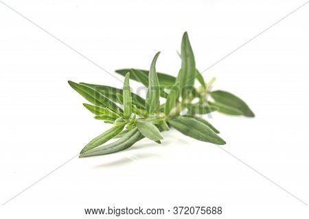 Fresh Rosemary Isolated On White Background. Aromate Herb.