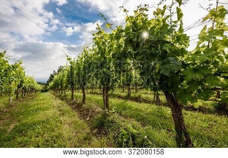 View Of Famous Wine Region Goriska Brda Hills In Slovenia.