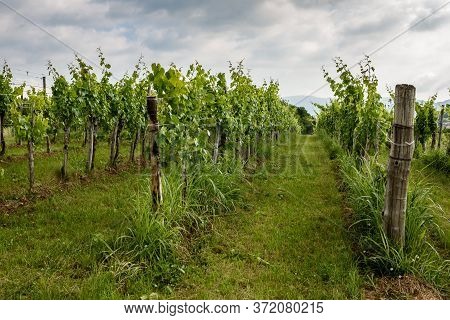 View Of Famous Wine Region Goriska Brda Hills In Slovenia.