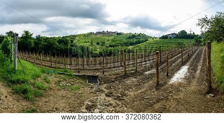 Planting New Grapevines In Vineyard goriska Brda In Slovenia.