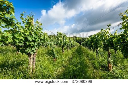View Of Famous Wine Region Goriska Brda Hills In Slovenia.