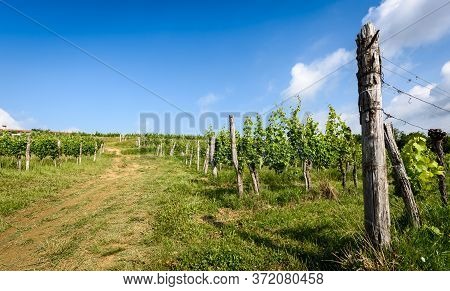 View Of Famous Wine Region Goriska Brda Hills In Slovenia.