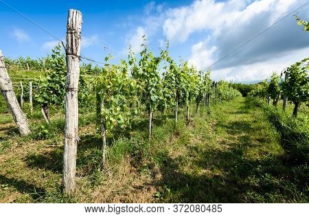 View Of Famous Wine Region Goriska Brda Hills In Slovenia.