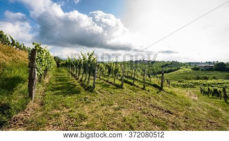 View Of Famous Wine Region Goriska Brda Hills In Slovenia.