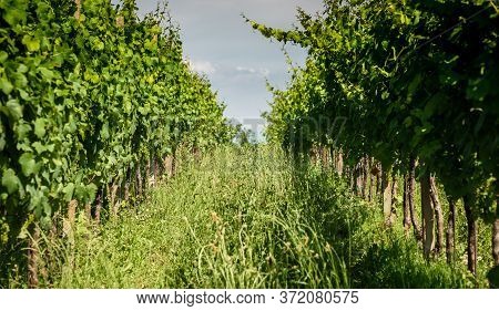 View Of Famous Wine Region Goriska Brda Hills In Slovenia.