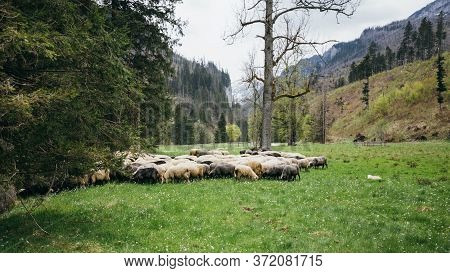 Flock Of Sheep On Green Grass, Mountain Meadow. Nature Concept