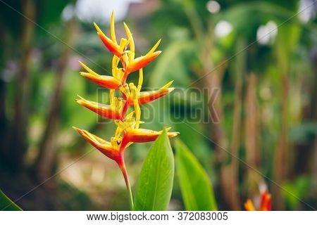 Tropical Flower Of Heliconia Psittacorum (golden Torch) In Asian Garden. Natural Landscape, Leaves T