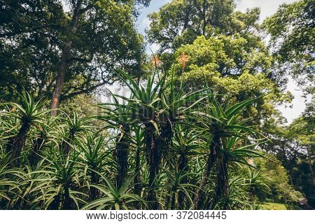 Aloe Barberae Trees In Bali Botanical Garden