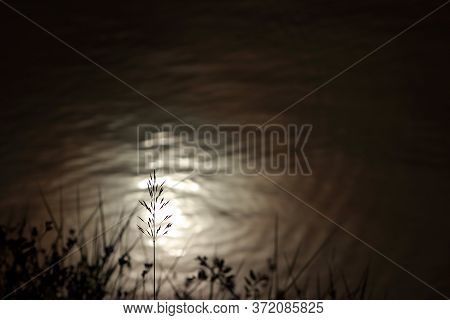 Blurred Picture. The Silhouette Of The Grass Flower That Appears From The Reflection Of Sunlight To 