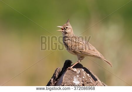 Crested Lark, Galerida Cristata. A Bird Sits On An Old Stump And Sings.