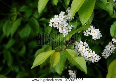 Bird Cherry. Bird-cherry Tree Branch. White Bird-cherry Flowers Close-up. Bird-cherry Blossom. The F