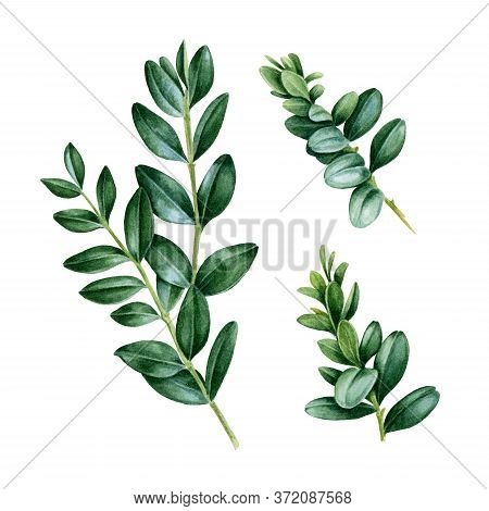 Watercolor Hand Painted Green Set With Buxus Leaves. Floral Illustration Of Natural Boxwood Branches