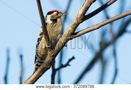 Lesser Spotted Woodpecker, Dryobates Minor, Dendrocopos Minor. The Smallest Woodpecker Sits On A Tre