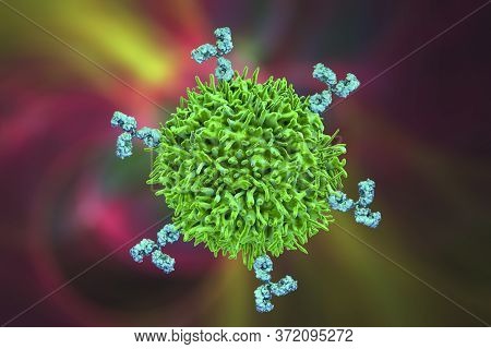 B-cell And Antibodies, 3d Illustration. Principles Of Immunity