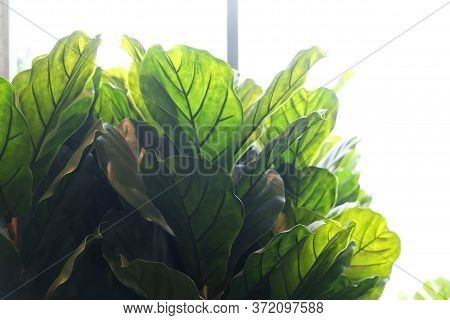 Fiddle Leaf Fig Trees. Artificial Potted Plant In Home.