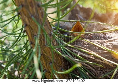 A Closeup Of An Open Yellow Mouth - The Beak Of A Little Nestling On A Green Pine. A New Generation 