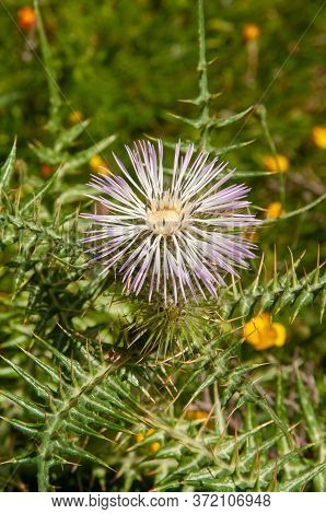 Beautiful Mediterranean Pink Thorny Flower Of Boar Thistle (galactites Tomentosus)