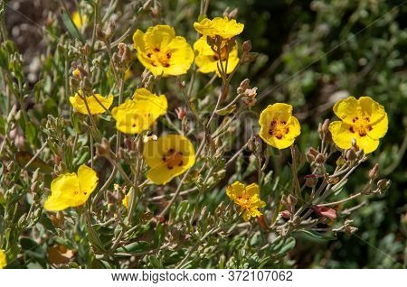 Beautiful Mediterranean Yellow Wild Flowers Of Spotted Yellow Sun Rose (halimium Halimifolium)