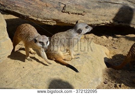 Meerkat Surikate, Zoo Of Frankfurt Am Main