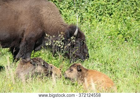 Elk Island National Park Alberta Canada, June 7, 2020: Bison Roam Free After Being Re-introduced Bac