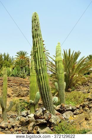 Melocactus Ernestii In Fuerteventura Cactus Gardens, One Of The Canary Islands