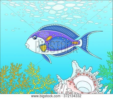 Exotic Multi Colored Parrotfish Swimming Over A Quaint Shell Among Thick Branches Of Colorful Corals