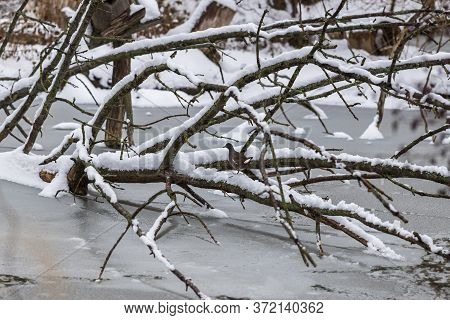 Tree Fallen Into Zamrzleho Pond. There Is Snow On The Tree And A Duck Is After Him.