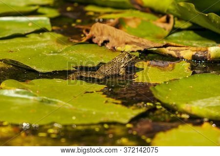 Bufo Bufo - The Toad Is Heated On The Surface Of The Reservoir. There's A Reflection In The Water.