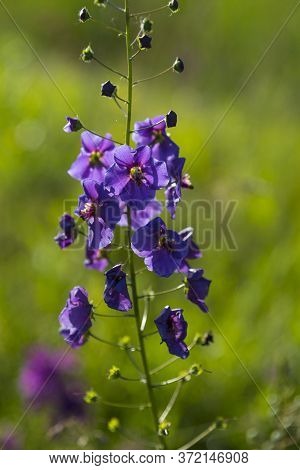 Single Wild Blue Flower Delphinium Elatum. Larkspur Flower. Summer Blooming Meadow. Flowering Field 
