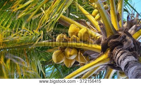 Coconut Trees Or Palm Tree. Scenic View Tall Coconut Palm Tree With Sun Light When Looking Up Blue S