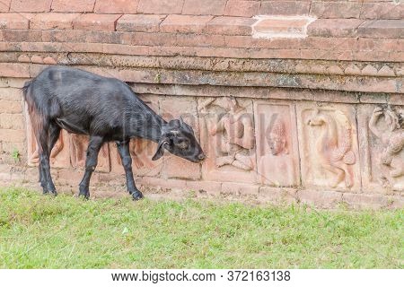 Goat And Somapuri Vihara Somapura Mahavihara , Ruins Of Buddhist Monastic Complex In Paharpur Villag