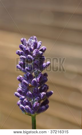 Lavendel