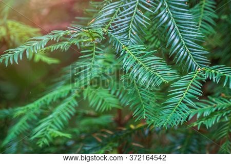 Green Branches Of The Evergreen Tree Cryptomeria. Cryptomeria Japonica, Japanese Cedar Or Japanese R