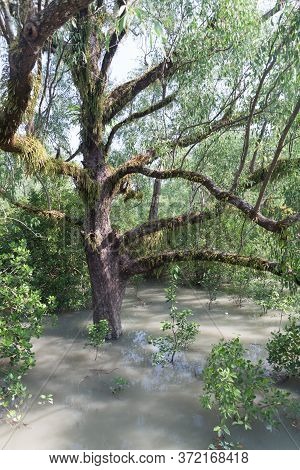 Flooded Forest At Hiron Point In Sundarbans, Bangladesh.