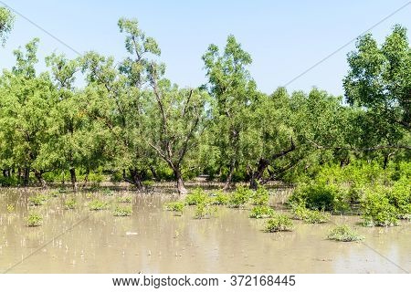 Flooded Forest At Hiron Point In Sundarbans, Bangladesh